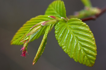 Картинка природа листья листочки