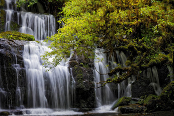 Картинка природа водопады new zealand каскад новая зеландия tarara тарара purakanui falls отаго otago водопад деревья