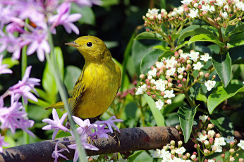 Картинка животные птицы птичка