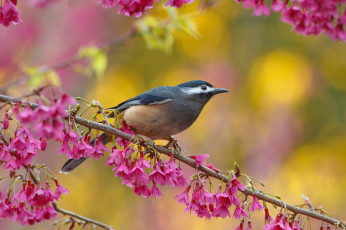 Картинка животные птицы птичка
