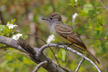 Картинка животные птицы птичка