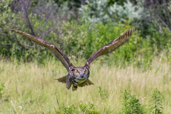 Картинка животные совы птичка