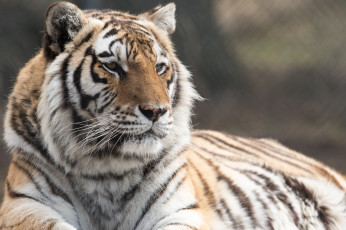 обоя животные, тигры, амурский, тигр, кошка, отдых