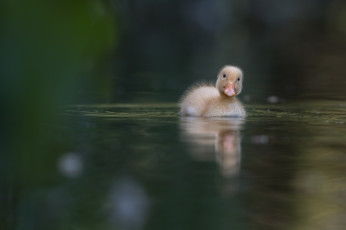 Картинка животные утки плывет вода малышка уточка