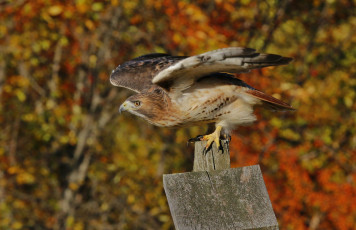 Картинка животные птицы+-+хищники птичка