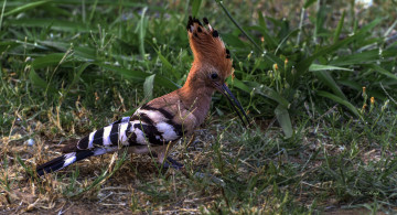 Картинка животные удоды птичка