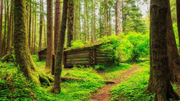 Картинка природа лес пейзаж тропинка домик деревья