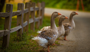 Картинка животные гуси птичка