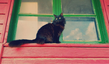 Картинка животные коты отражение окно черный цвет