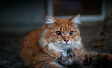 Картинка животные коты медальон растение отдых