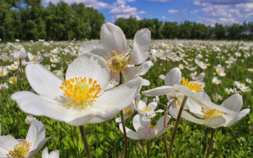 Картинка цветы лето белый