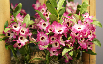 Картинка цветы орхидеи розовый цвет