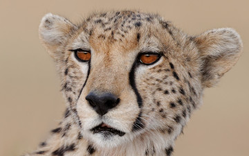 Картинка животные гепарды морда