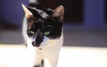 Картинка животные коты морда