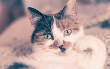 Картинка животные коты морда