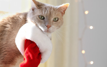 Картинка животные коты шапка морда гирлянда