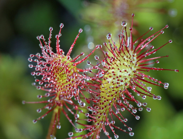 Обои картинки фото природа, макро, мухоловка