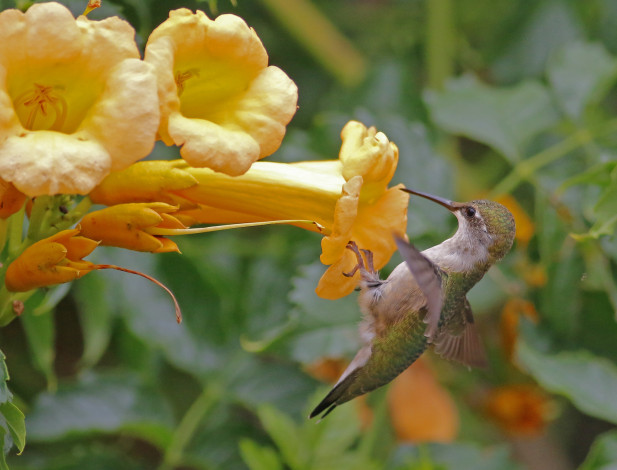 Обои картинки фото животные, колибри, птичка