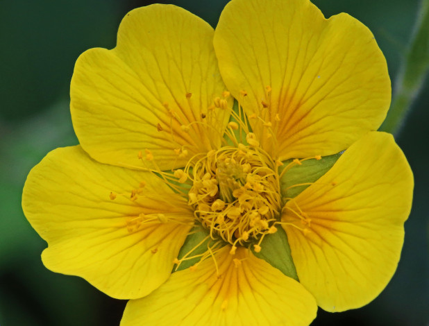 Обои картинки фото цветы, луговые , полевые,  цветы, жёлтый