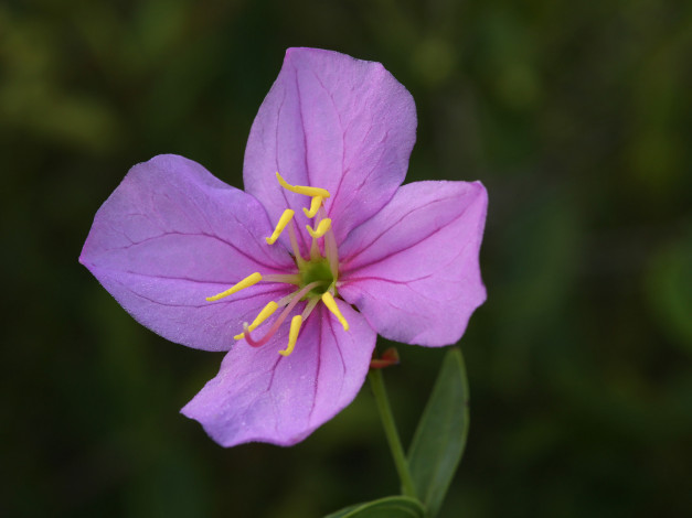 Обои картинки фото цветы, луговые , полевые,  цветы, розовый