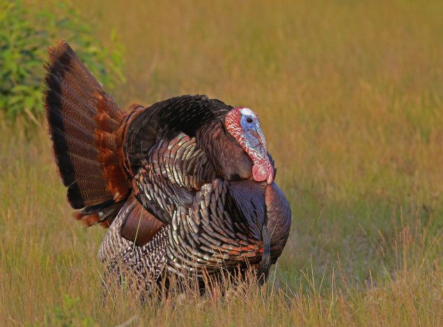 Обои картинки фото животные, индюки, птичка