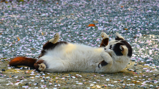 Обои картинки фото животные, коты, лепестки