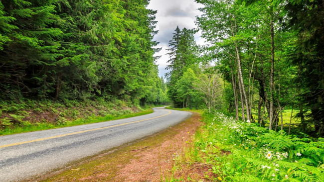 Обои картинки фото природа, дороги, пейзаж, деревья, дорога, лес