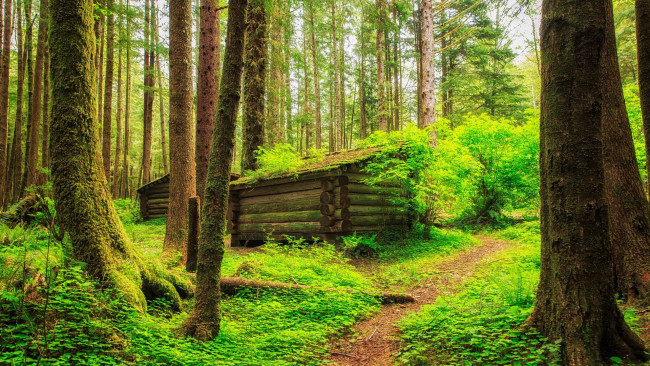 Обои картинки фото природа, лес, пейзаж, тропинка, домик, деревья