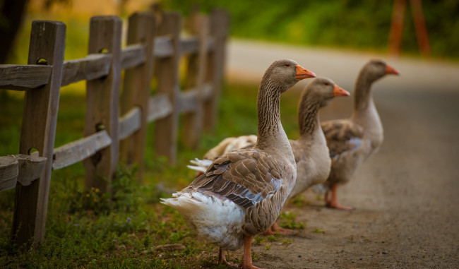 Обои картинки фото животные, гуси, птичка