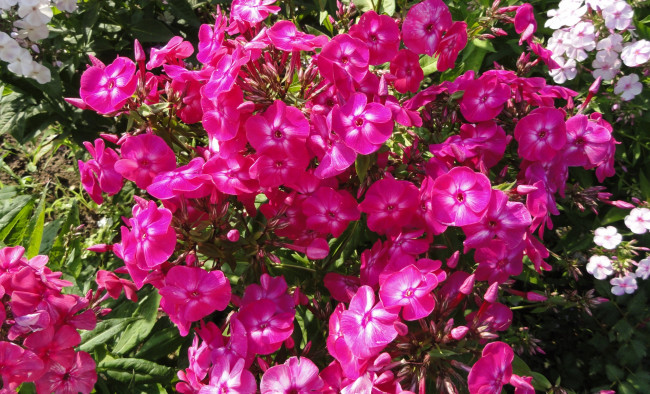 Обои картинки фото цветы, флоксы, разноцветные