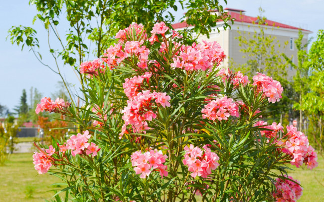 Обои картинки фото цветы, лето, олимпийский, парк, сочи, красиво, город, природа