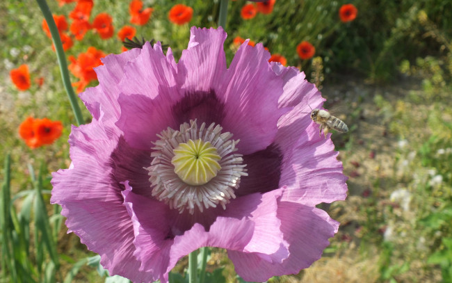 Обои картинки фото цветы, маки, лепестки, насекомое, пчела, мак
