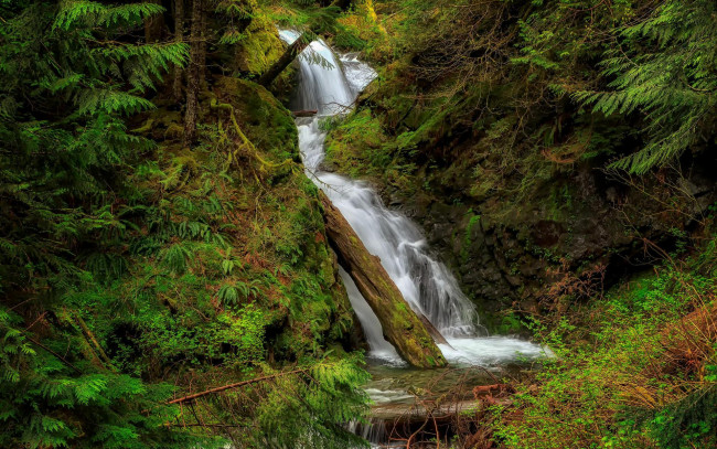 Обои картинки фото природа, водопады, водопад, деревья, лес
