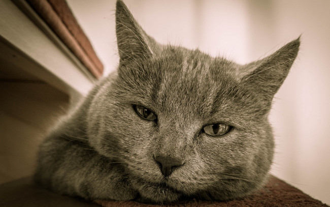 Обои картинки фото животные, коты, морда