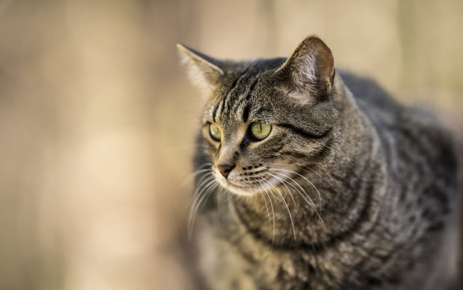 Обои картинки фото животные, коты, отдых, морда