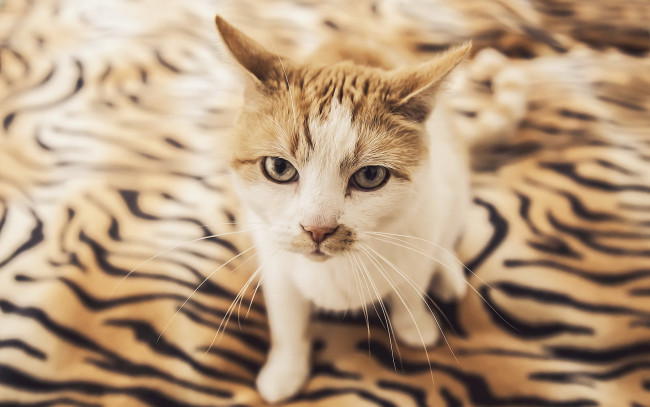 Обои картинки фото животные, коты, профиль, морда