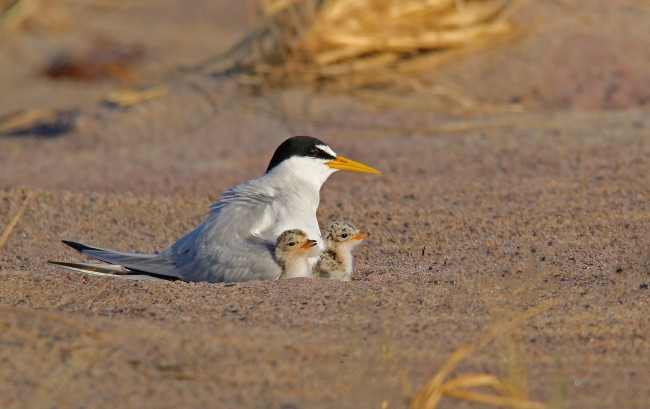 Обои картинки фото животные, Чайки,  бакланы,  крачки, птичка