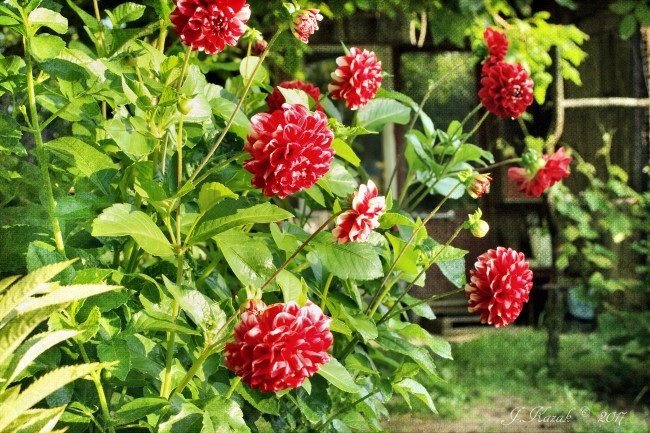 Обои картинки фото цветы, георгины, дача