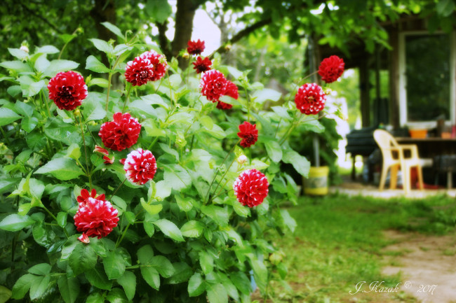 Обои картинки фото цветы, георгины, сад, дача