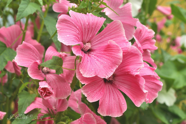 Обои картинки фото цветы, мальвы, цветник, деревня, дача