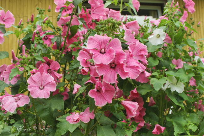 Обои картинки фото цветы, мальвы, цветник, деревня, сад, дача