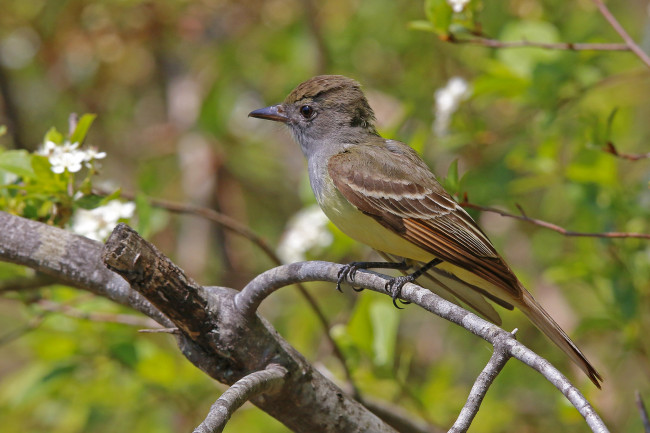 Обои картинки фото животные, птицы, птичка