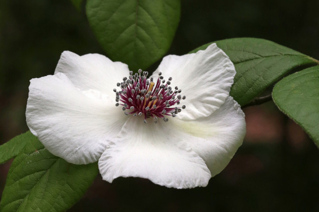 Обои картинки фото цветы, клематис , ломонос, клематис