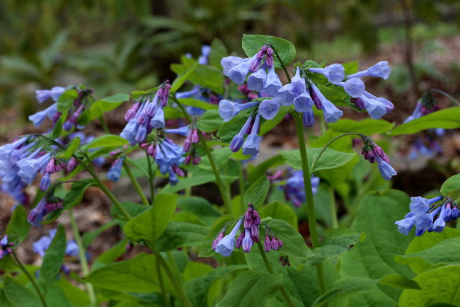 Обои картинки фото цветы, луговые , полевые,  цветы, сиреневые