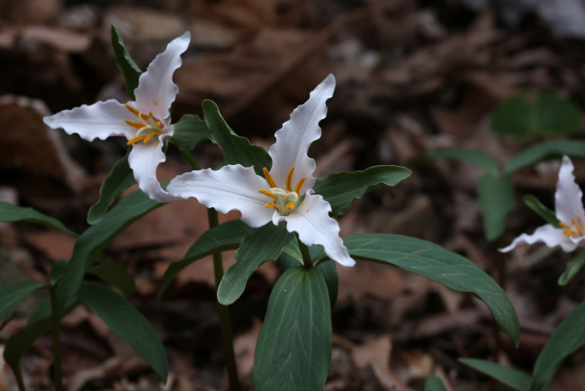 Обои картинки фото цветы, триллиумы, белые