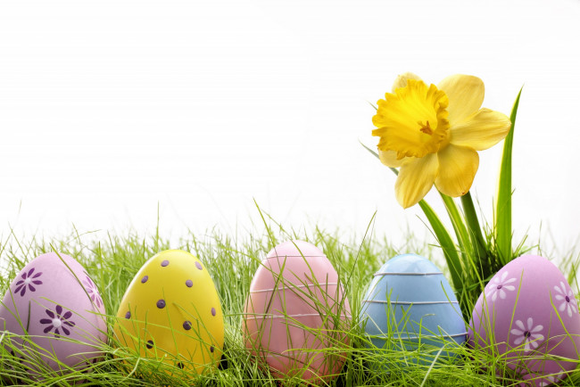 Обои картинки фото праздничные, пасха, яйцо, нарцисс, белый, фон, трава