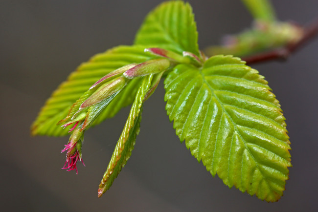 Обои картинки фото природа, листья, листочки