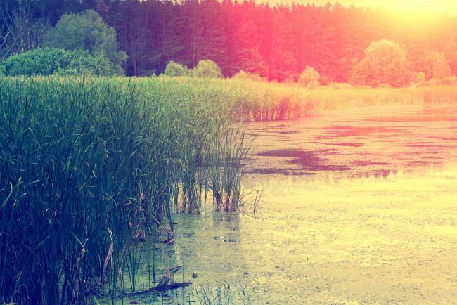 Обои картинки фото природа, восходы, закаты, солнце, растения, деревья, водоем