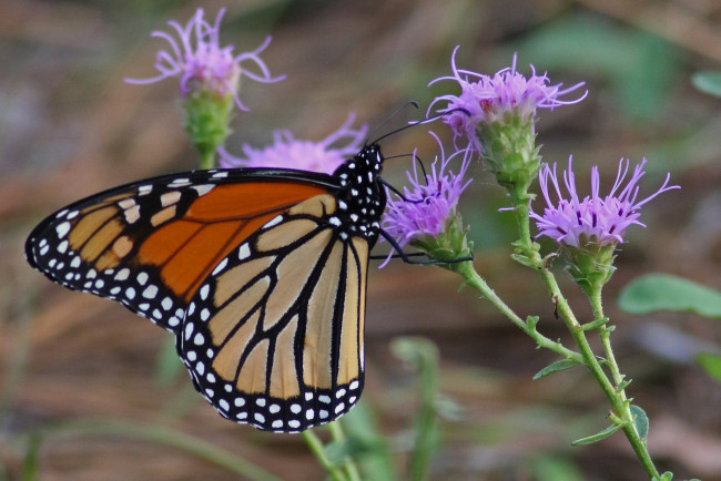 Обои картинки фото животные, бабочки,  мотыльки,  моли, бабочка