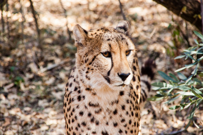 Обои картинки фото животные, гепарды, солнце, расцветка, животное, взгляд